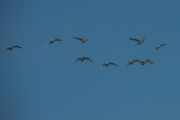 Flying white whooping swans, Altay, Siberia Russia