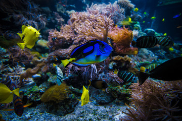 Naklejka na ściany i meble underwater coral reef landscape with colorful fish