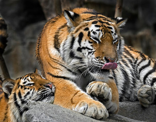 Fototapeta na wymiar Young siberian tigers . Latin name - Panthera tigris altaica