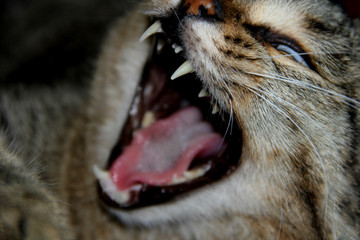 open mouth of a yawning cat close-up