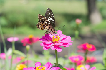 Naklejka na ściany i meble Butterflies in a beautiful flower garden