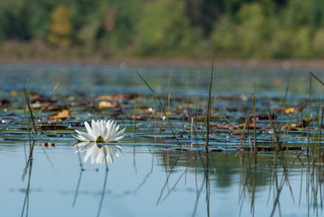 Water lily on leach pond