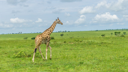 Naklejka na ściany i meble Little lonely giraffe walking free in savanna Murchison falls national park Uganda. Green panoramic landscape 