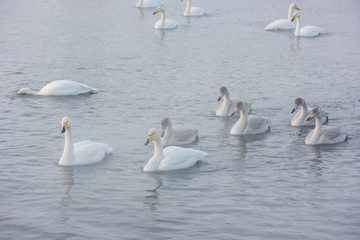 Beautiful white whooping swans swimming in the nonfreezing winter lake. The place of wintering of swans, Altay, Siberia, Russia. © olinchuk