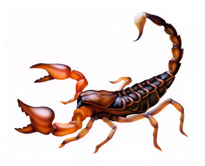 scorpion in a fighting position, tattoo theme, zodiac sign