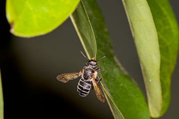 Macrofotografia da abelha tiúba uma especie de abelha sem ferrão Teresina - Piauí 10/2017
