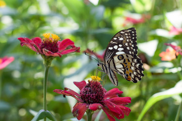 Fototapeta na wymiar Butterflies in a beautiful flower garden