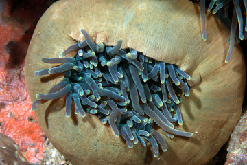 Sea anemone 