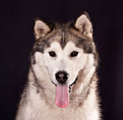 Alaskan malamute