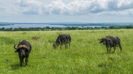 Group of buffaloes in the African savanna in Uganda. Green season specially for beautiful landscape