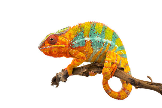 Yellow blue lizard Panther chameleon isolated on white background