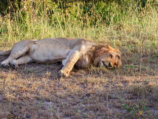 Male lion resting on the ground