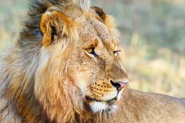 Portrait of a wild Lion male