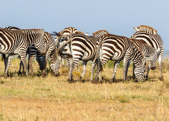 Fototapeta na wymiar Flock of Zebras grazing on the savannah