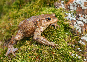 Common toad siting on the old wood with green moos. (Bufo bufo). Wildlife concept. Selective focus.