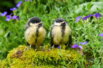 Two young great tits sitting on a stone in a herb garden and waiting for food. (Parus major). - obrazy, fototapety, plakaty