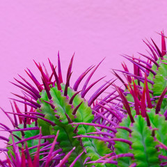 Naklejka na ściany i meble Cactus spines on pink wall. Pink colours design trend