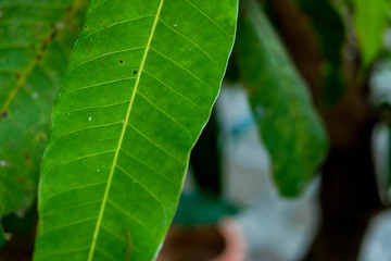 aphid black spot on leaf