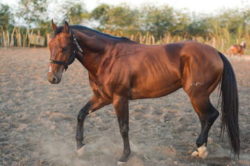 CAVALO CORREDOR DE VAQUEJADA