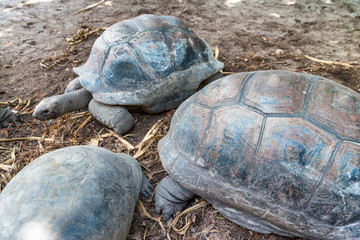 Obraz premium Giant Turtles of beautiful Seychelles Island