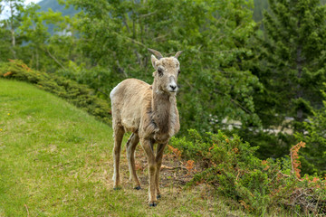 Naklejka na ściany i meble Young Female Bighorn Sheep - A cute female Rocky Mountain Bighorn Sheep standing on a green meadow at edge of a mountain forest on a cloudy Spring morning, Banff National Park, Alberta, Canada.