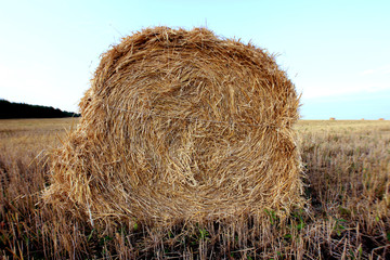 harvested wheat field with straw stacks