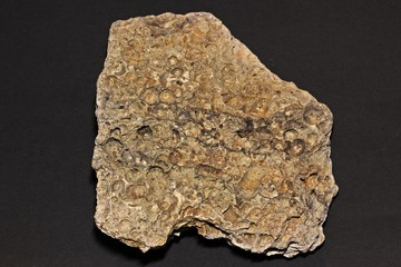 Fossile Crinoiden (Trochiten) aus dem Oberdevon