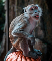 Imagen de un mono sonriendo a la cámara en las escaleras de Batu Caves en Kuala Lumpur