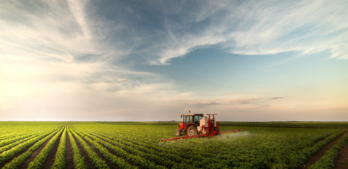 Tractor spraying pesticides at  soy bean field