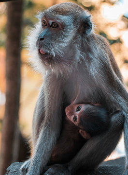 Imagen de una hembra mono llevando a su bebé que está bebiendo leche de su pecho en Kuala Lumpur