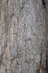 bark background
