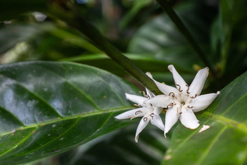 Fleur de caféier