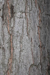 bark background
