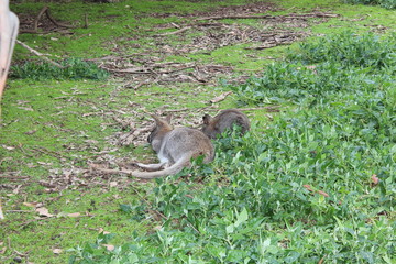 farm of kangaroo living in Australia
