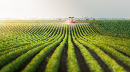 Fototapeta Tractor spraying pesticides at  soy bean field obraz
