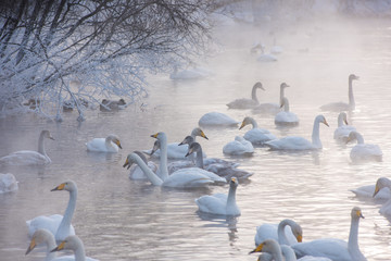 Beautiful white whooping swans swimming in the nonfreezing winter lake. The place of wintering of swans, Altay, Siberia, Russia. © olinchuk