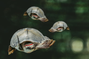 Jumping cool turtles on dark green background close-up. Underwater funny animals on showdown. Martial arts masters in dark forest. Cool fighters strikes. Dangerous guys goes on confrontation. © Daniil