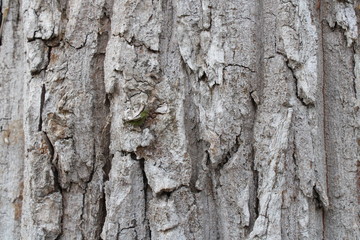 bark background