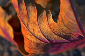 abstract macro autumn leaf - 243526960