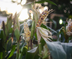 Corn with blurred and bright background