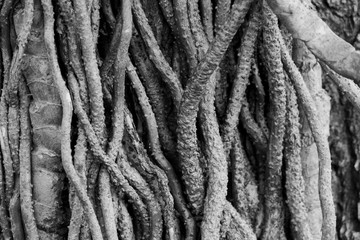 Tree roots in b&w close-up