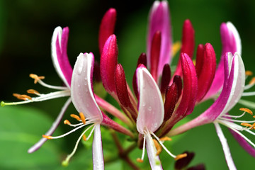 Fototapeta premium Bliska kwitnące kwiaty w letnim ogrodzie