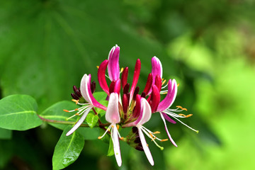 Close up blooming flowers colours in summer garden 