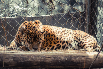 portrait of a leopard