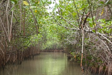 Mangrove Forests