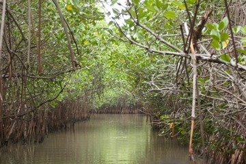 Mangrove Forests