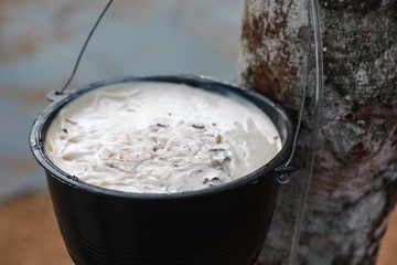 Liquid rubber in a bucket from Para rubber tree in Songkhla, Thailand 