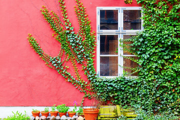 ivy covered house with a red wall © Christian Müller
