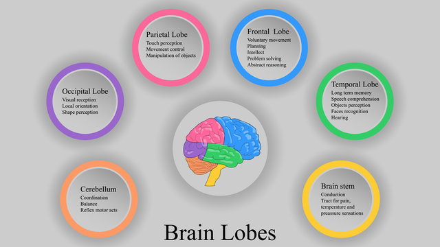 Brain lobes vector illustration. Human brain infographic vector. Brain lobes functions 