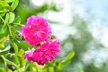 Close up blooming flowers colours in summer garden 